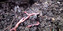 2020 Huerta Compost 250x124